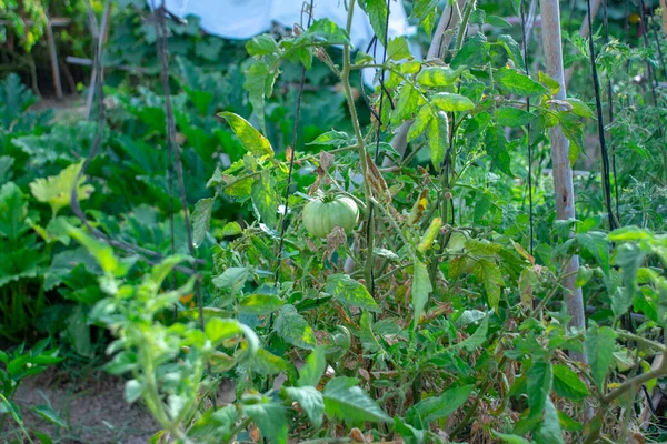 Bahçede yaprakları olan yeşil domatesler. seçici odak