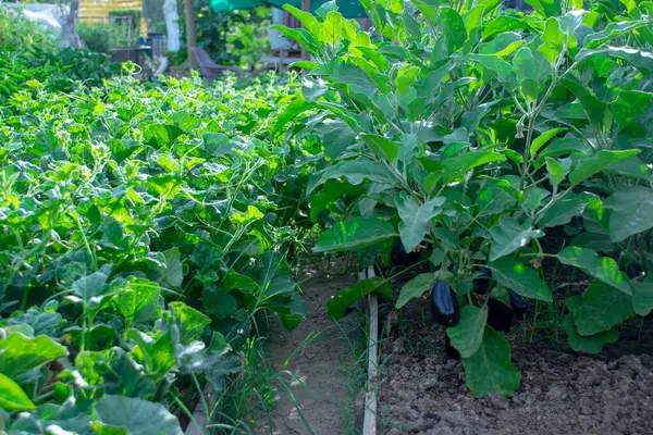 güzel yeşil bitkiler bir çiftlikte seradan büyür.