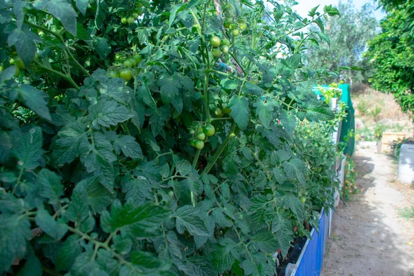 sera içinde kırmızı ve yeşil domates