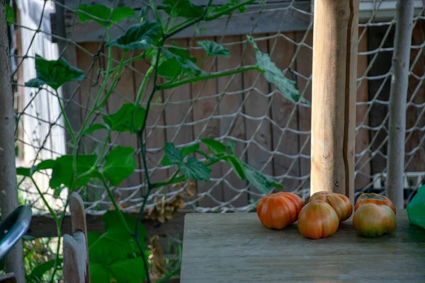 Tomates Orgânicos Recém Colhidos — Fotografia de Stock