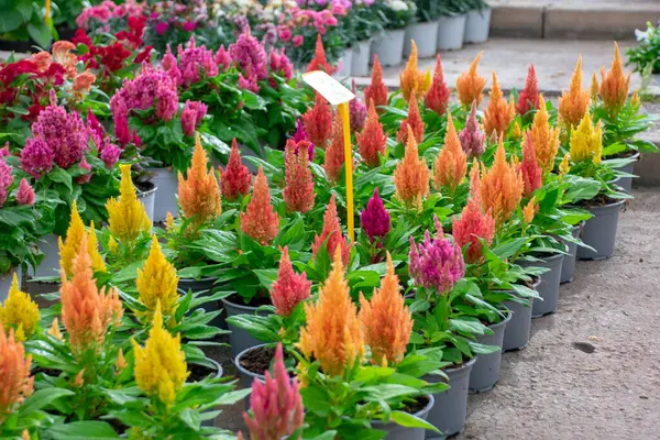 Güneşli bir yaz gününde, bir şehir parkında çiçek tarhında. Pembe ve pembe arkaplan