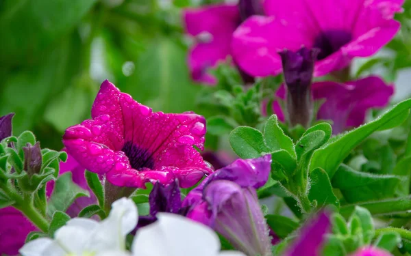 Bahçedeki güzel çiçekler