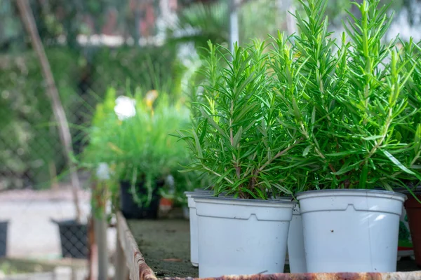 Tencerede yeşil yapraklar