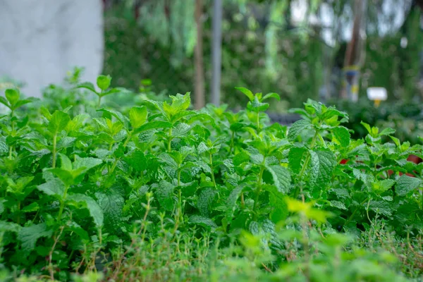 Serada yetişen yeşil bitkilerin etrafını sarın