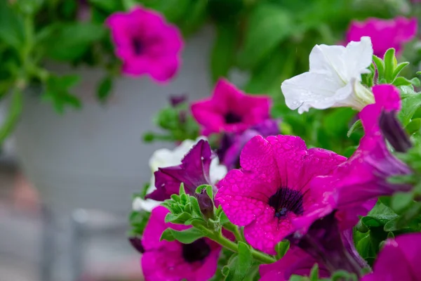정원에서 자라는 아름다운 형형색색의 꽃들의 — 스톡 사진
