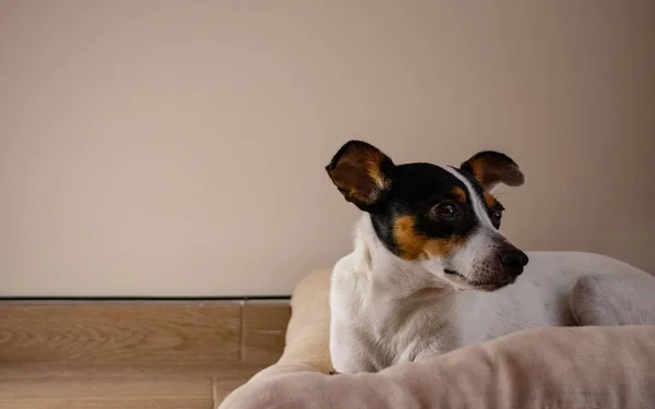 İçerideki sevimli köpek.