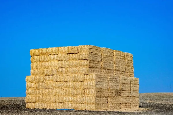 Stacked Straw Collected — Stockfoto