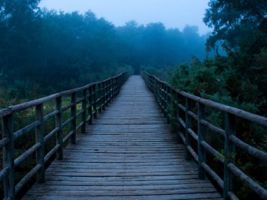 path between trees on a foggy morning in autumn