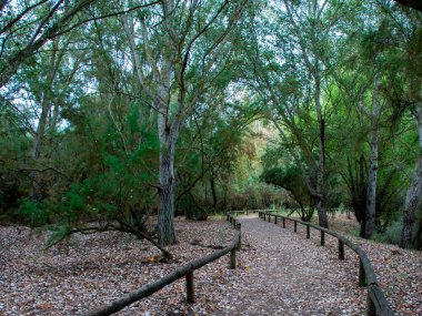 path between trees on a morning in early autumn