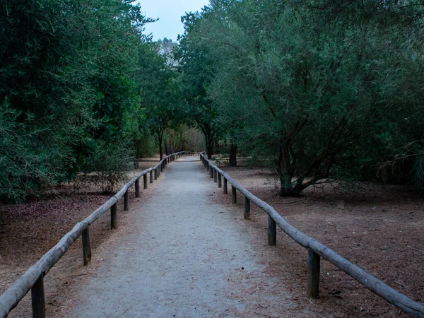 path between trees on a morning in early autumn