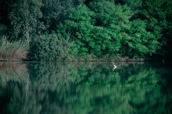 Nice scene of a heron in the lake