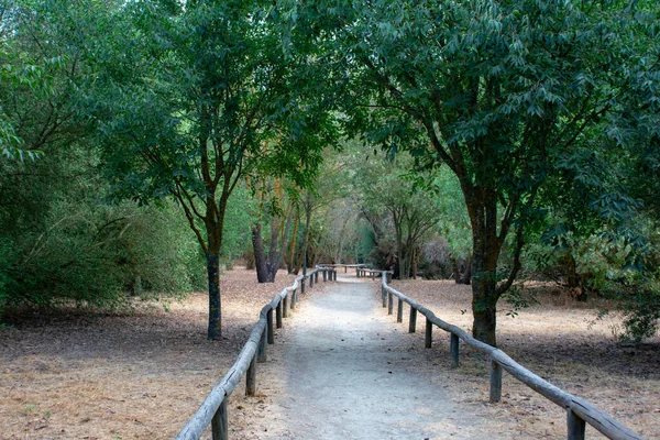 path between trees on a morning in early autumn