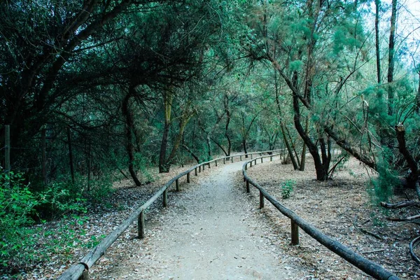 path between trees on a morning in early autumn