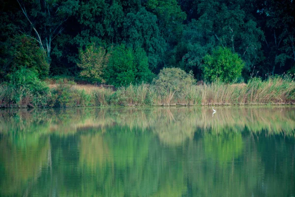 Nice scene of a heron in the lake