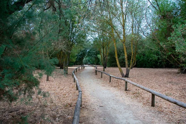 path between trees on a morning in early autumn