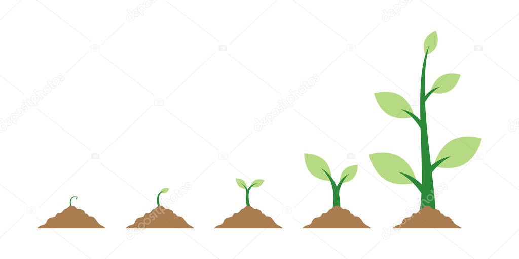 Plant seeds, plant growth flat design vector illustration