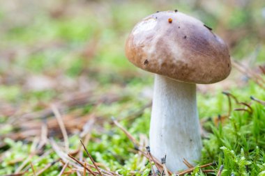 Beyaz mantar ya da beyaz mantar ormandaki yemyeşil yosunlarda yetişiyor. Düşük açılı.