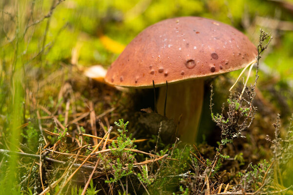 White mushroom king Boletus Boletus. Large white mushrooms in nature. Mushroom picking season