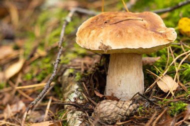 Ormanda toplanmış mantarlar. Mantar boletus edilus. Ormanda popüler Porcini mantarları Boletus