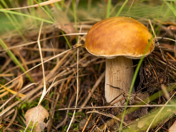 在森林里收集的蘑菇 Mushroom Boletus Edilus 森林里颇受欢迎的蘑菇宝莲 — 图库照片