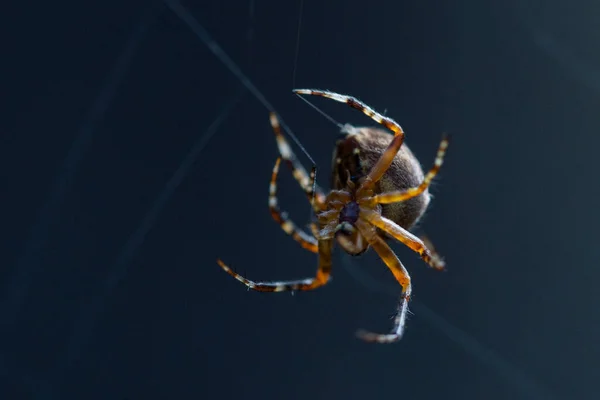 Збільшений Макро Знімок Європейського Павука Сада Cruciform Spider Araneus Diadematus — стокове фото