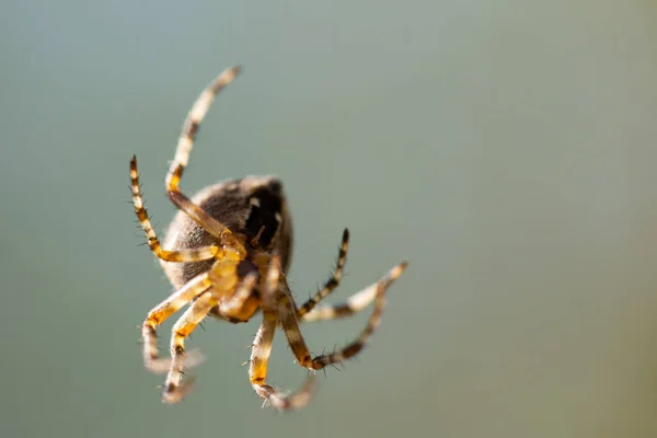 Збільшений Макро Знімок Європейського Павука Сада Cruciform Spider Araneus Diadematus — стокове фото