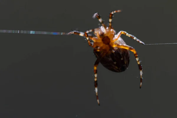 Nahaufnahme Einer Europäischen Gartenspinne Kreuzförmige Spinne — Stockfoto