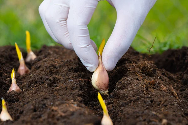 Mão Dos Agricultores Está Plantando Alho Horta Close — Fotografia de Stock