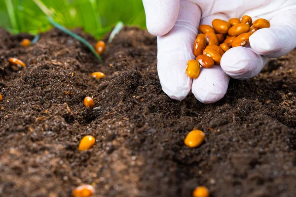 The farmer manually sows seeds on the soil close-up. Farmer hand planting seeds, selective focus