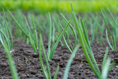 soğan ekimi bahçedeki