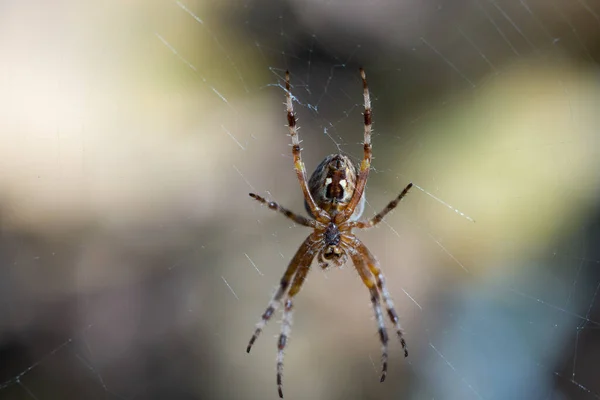 Spider Climbs Web Close — Stock Photo, Image