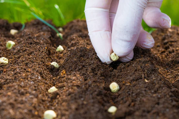 Mão Dos Agricultores Está Plantando Sementes Ervilha Verde Solo Semear — Fotografia de Stock