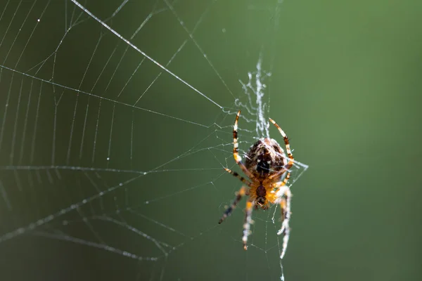 Spider Climbs Web Close — Stock Photo, Image