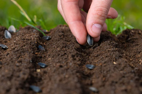 Agricultores Plantam Sementes Solo Close — Fotografia de Stock