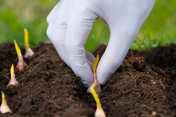 Mano Los Agricultores Está Plantando Ajo Huerto Primer Plano —  Fotos de Stock