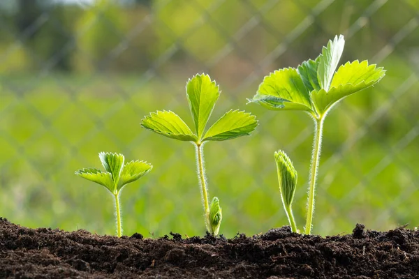 Jovem Planta Luz Manhã Morangueiro — Fotografia de Stock