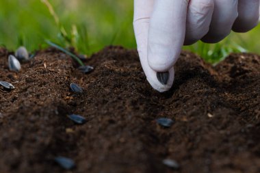 Bir çiftçi toprağa beyaz eldiven tohumu uzatıyor.