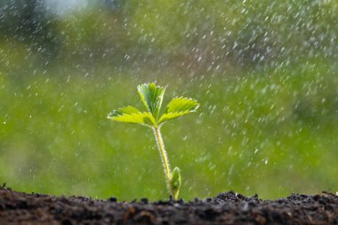 Sabahın köründe genç bir bitki. Çilek bitkisi
