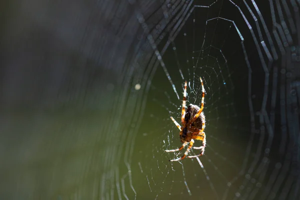 European Garden Spider Diadem Spider Orange Crowned Gyrfly Araneus Diadematus — Foto de Stock