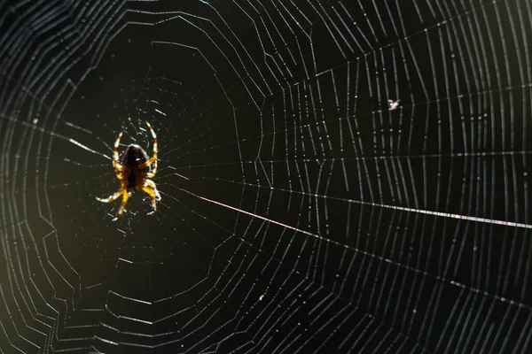 Araneus Diadematus European Garden Spider Cruciform Spider Close Selective Focus — Stock Photo, Image