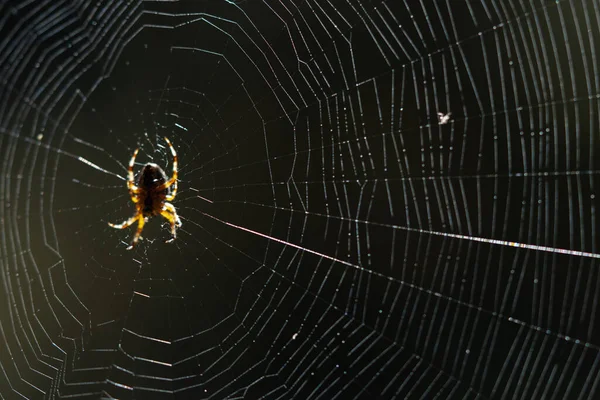 Araneus Diadematus Avrupa Bahçe Örümceği Veya Seçici Odaklı Haç Örümceği — Stok fotoğraf