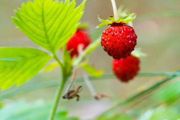 Bush of wild strawberries in the forest. Red strawberry and wild meadow, closeup.