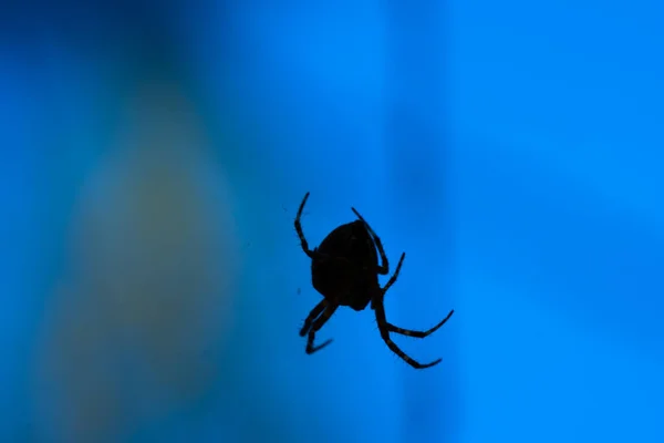 Shot European Garden Spider Web Field Blurry Background — Fotografia de Stock