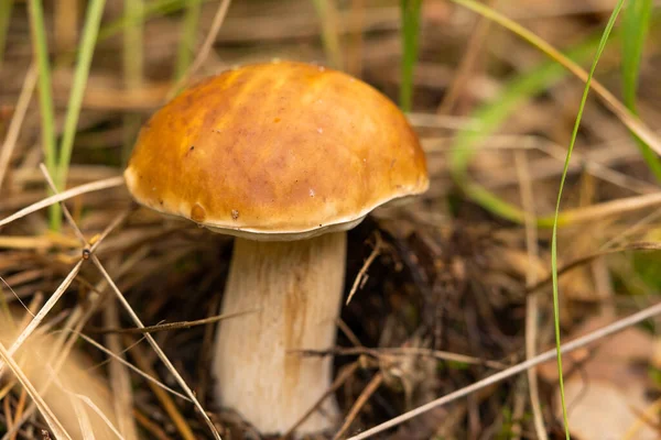 White Mushroom Growing Autumn Forest Boletus Picking Mushrooms — стоковое фото