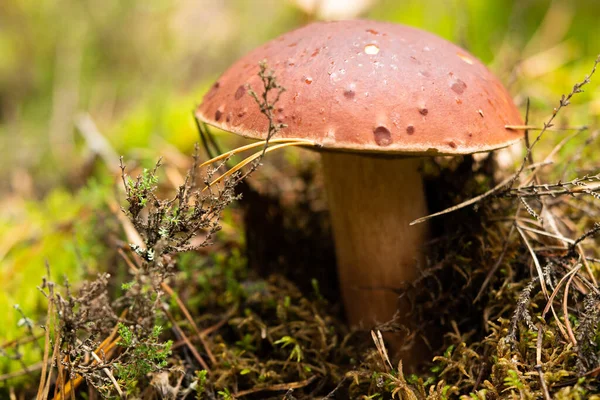 White Mushroom Growing Autumn Forest Boletus Picking Mushrooms — Stockfoto