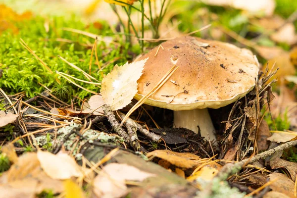 White Mushroom Growing Autumn Forest Boletus Picking Mushrooms — 图库照片