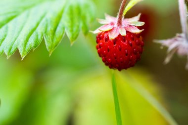 Ormandaki güneşli bir çayırda olgun bir çilek..