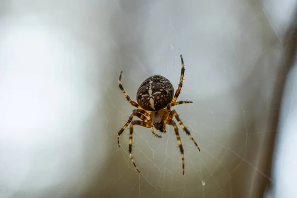 Close Macro Shot European Cruciform Garden Spider Araneus Diadematus Sitting — Zdjęcie stockowe