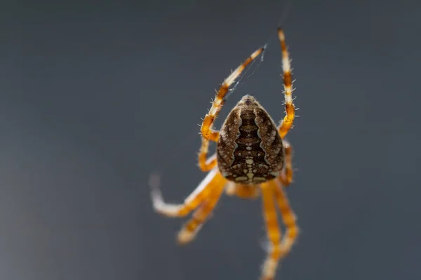 Close Macro Shot European Cruciform Garden Spider Araneus Diadematus Sitting —  Fotos de Stock