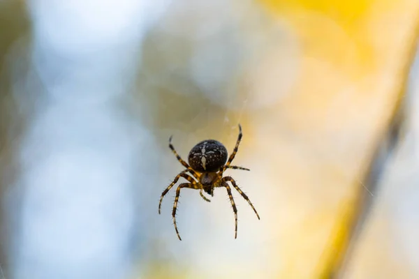 Close Macro Shot European Cruciform Garden Spider Araneus Diadematus Sitting — Foto Stock